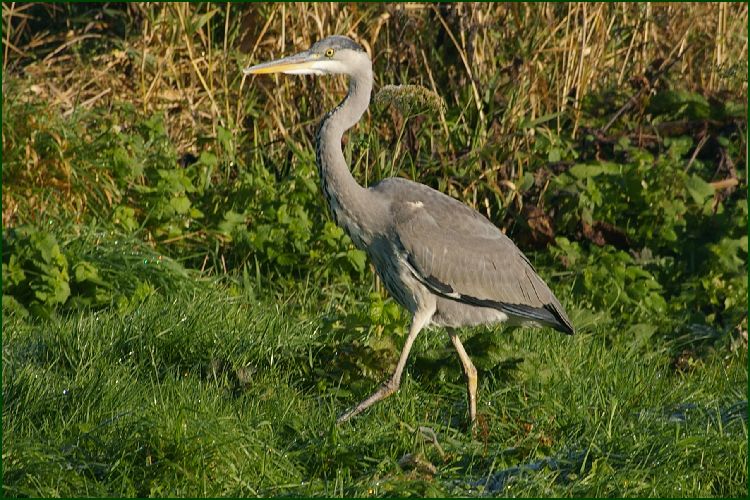 Bit of bird watching (Heron)