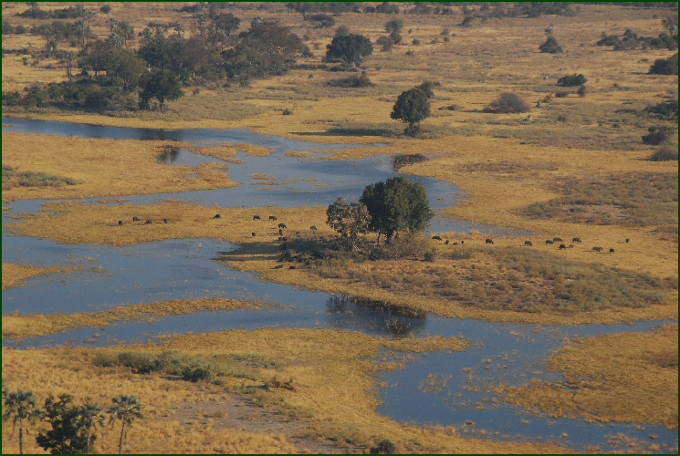 okavango