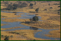 okavango