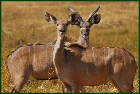kudu