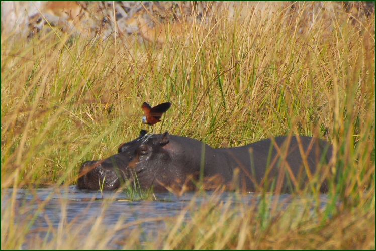 hippo & bird