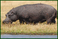 hippo