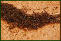 ant highway