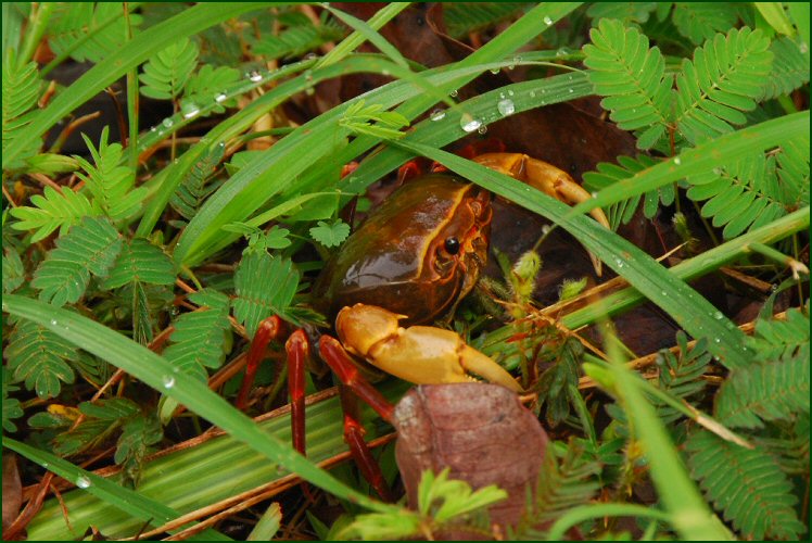 crab in the forest