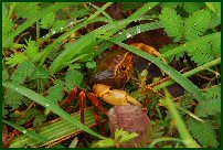 crabs in the forest