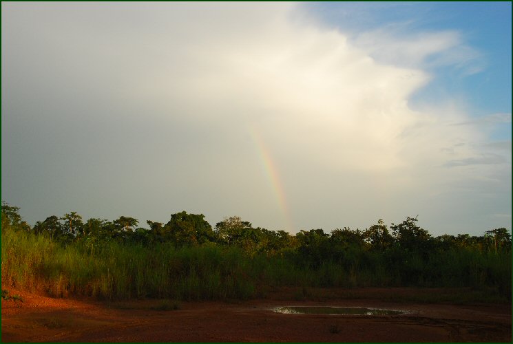 african rainbow