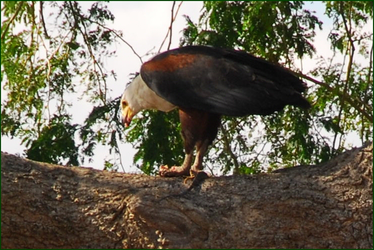 fish eagle