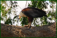 fish eagle
