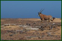 Gemsbok
