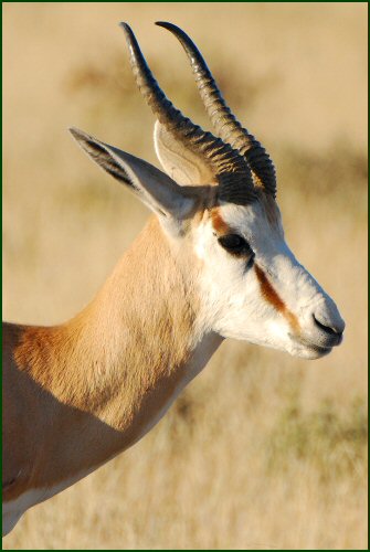 springbok