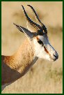 Springbok