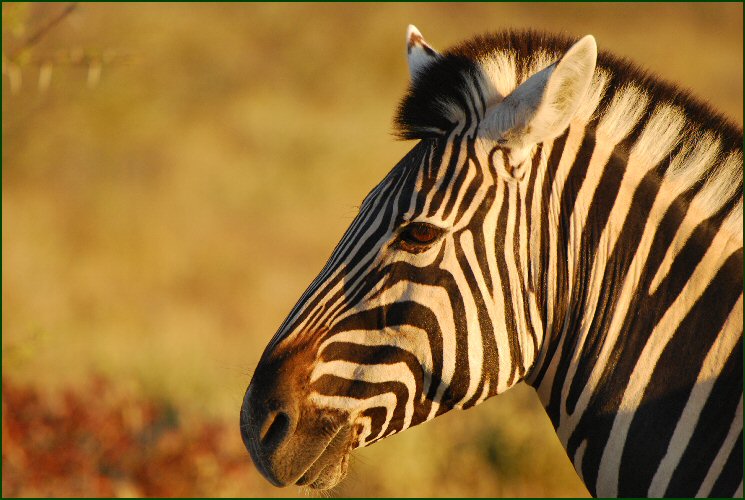 zebra