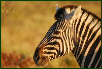 zebra