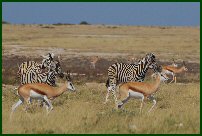 zebra sprinbok