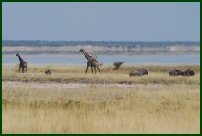 etosha