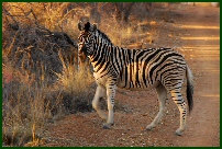 zebra