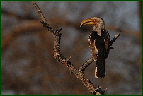 hornbill