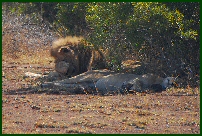 oh god more tourists