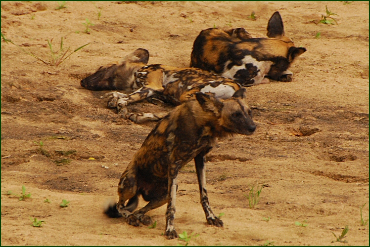 wild dog