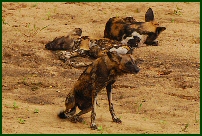 wild dog