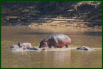 hippo