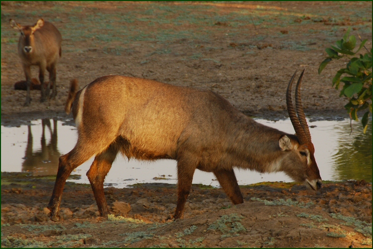 water buck