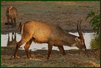 water buck