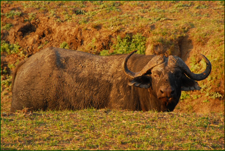 water buffalo