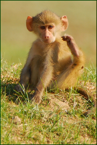 baboon baby