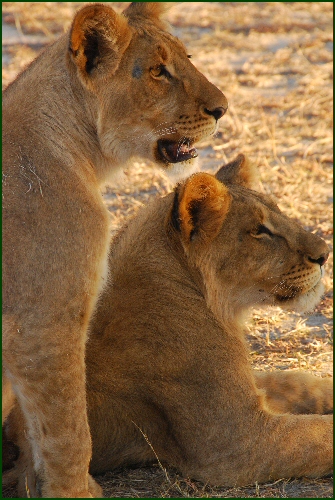 lion cubs