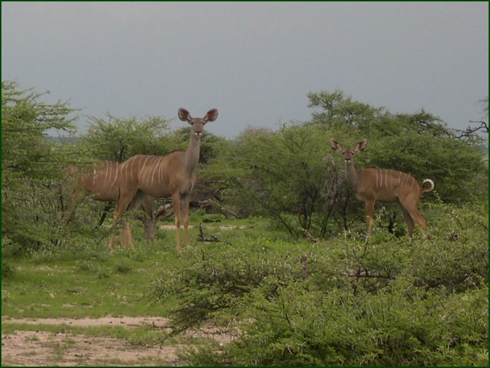Kudu, Etosha